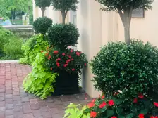 Two-ball boxwood topiaries in large planters, with red impatiens and sweet potato vine, flanking a building entrance