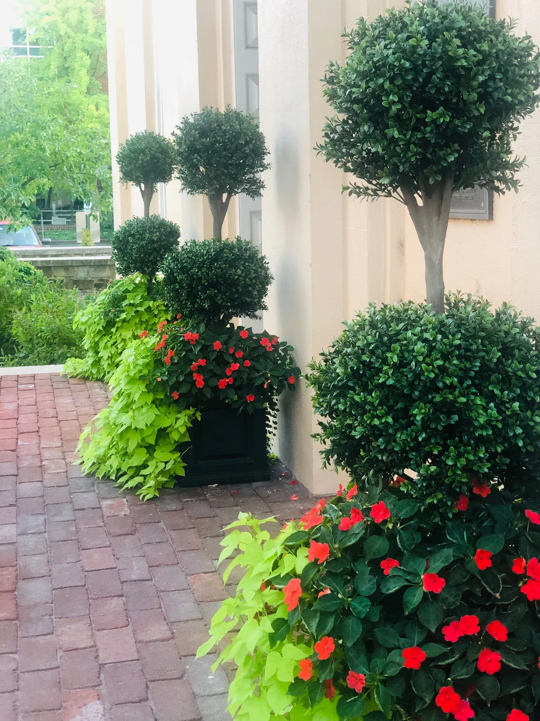 Two-ball boxwood topiaries in large planters, with red impatiens and sweet potato vine, flanking a building entrance