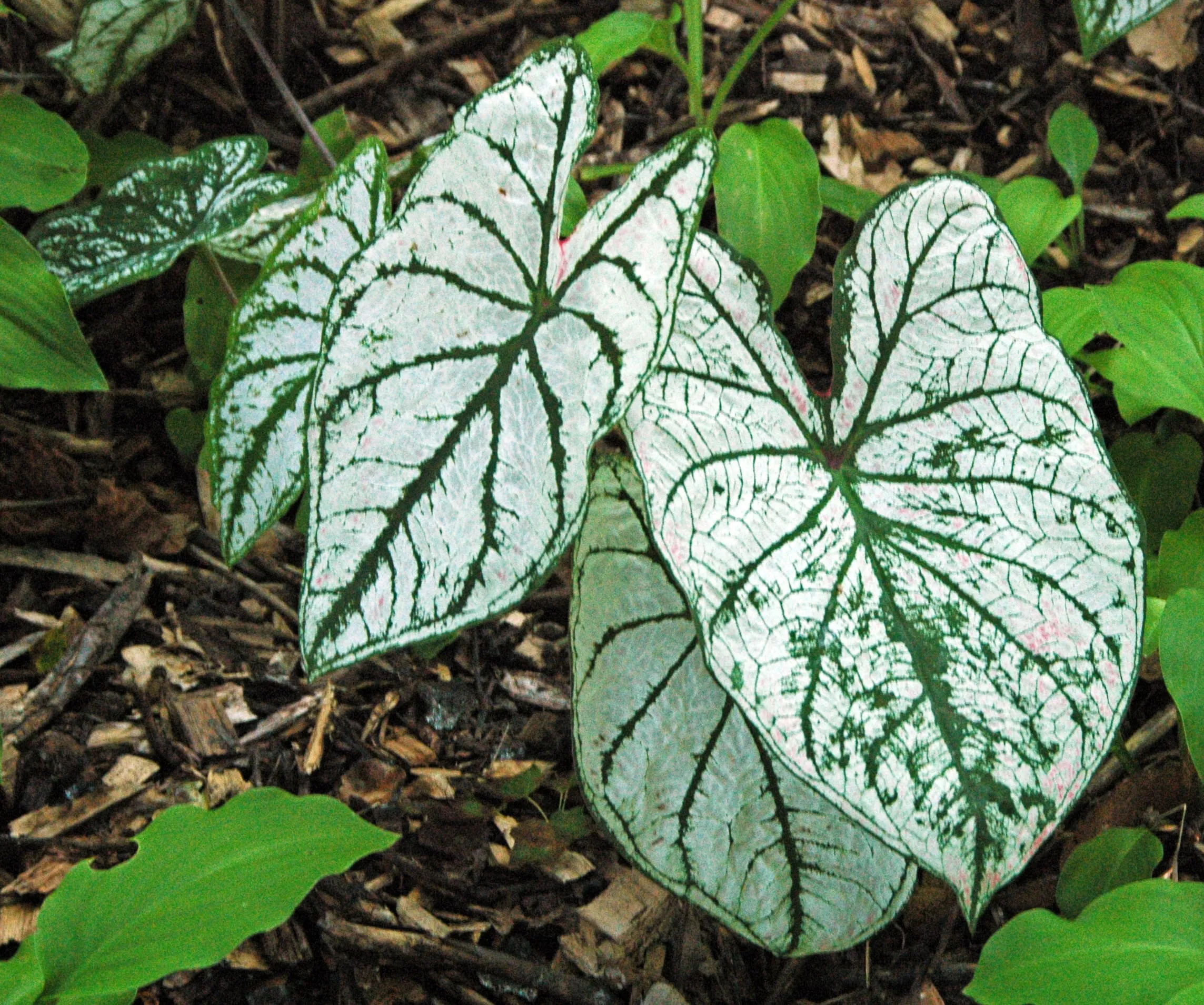 Large white heart-shaped caladium leaves with green veins and edges in a shaded bed