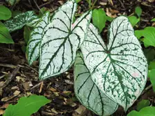 Large white heart-shaped caladium leaves with green veins and edges in a shaded bed