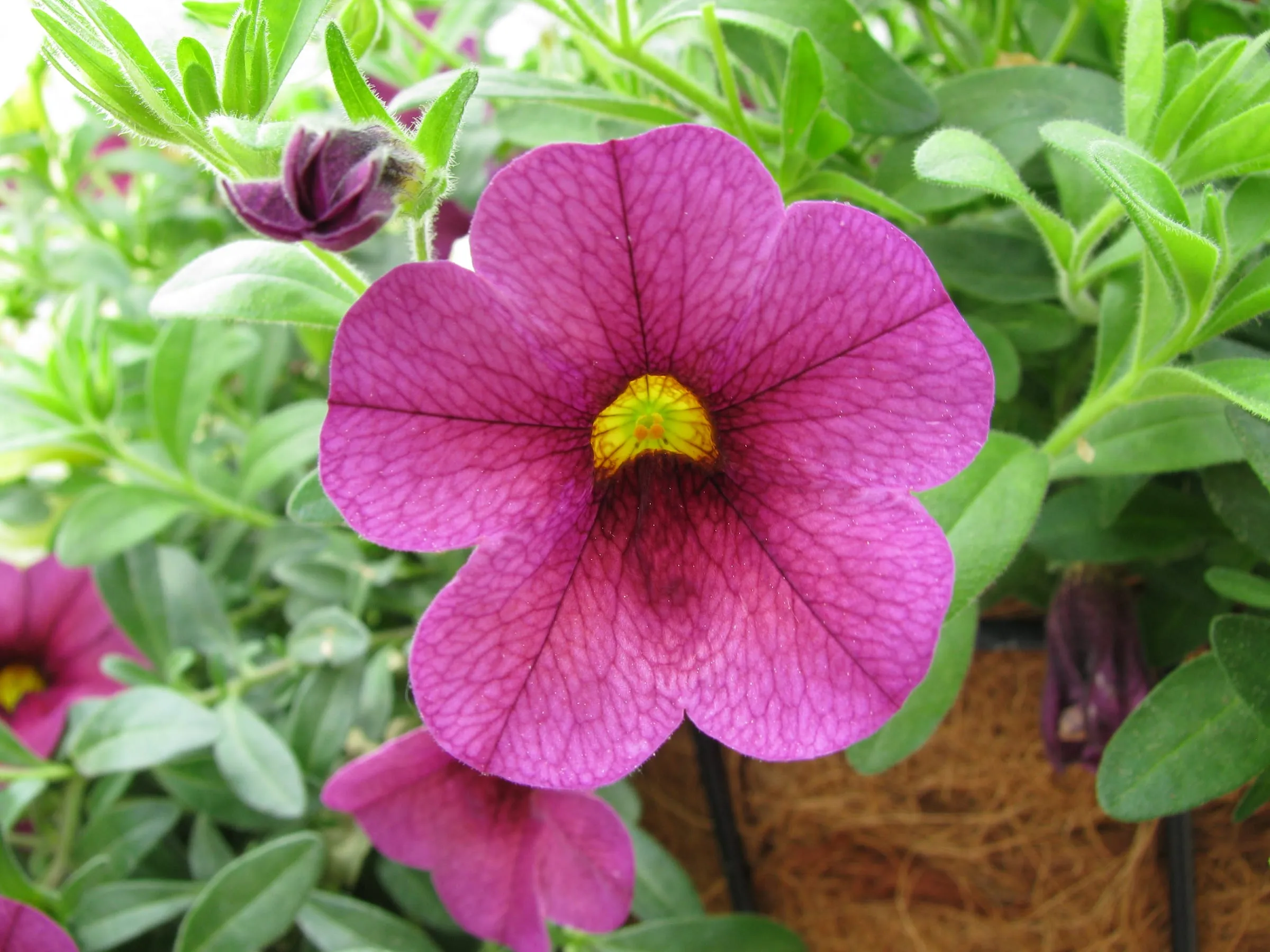 A plum-purple calibrachoa flower with a yellow throat, close up, in a hanging basket