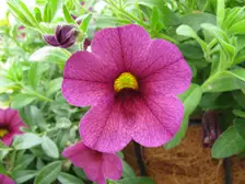 A plum-purple calibrachoa flower with a yellow throat, close up, in a hanging basket