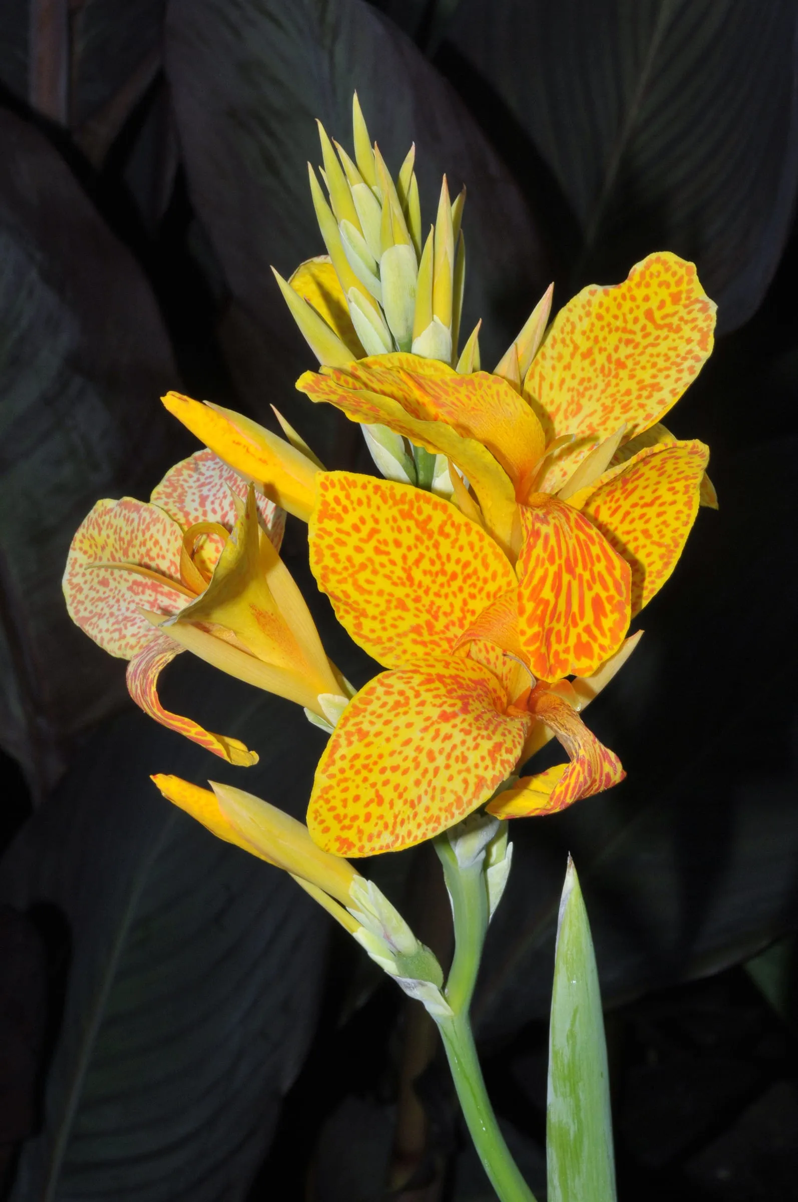 Orange and yellow canna flower above broad green leaves