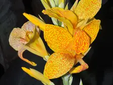 Orange and yellow canna flower above broad green leaves