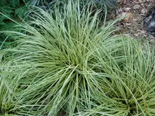 A mound of arching striped yellow and green Japanese sedge leaves, the 'Evergold' cultivar