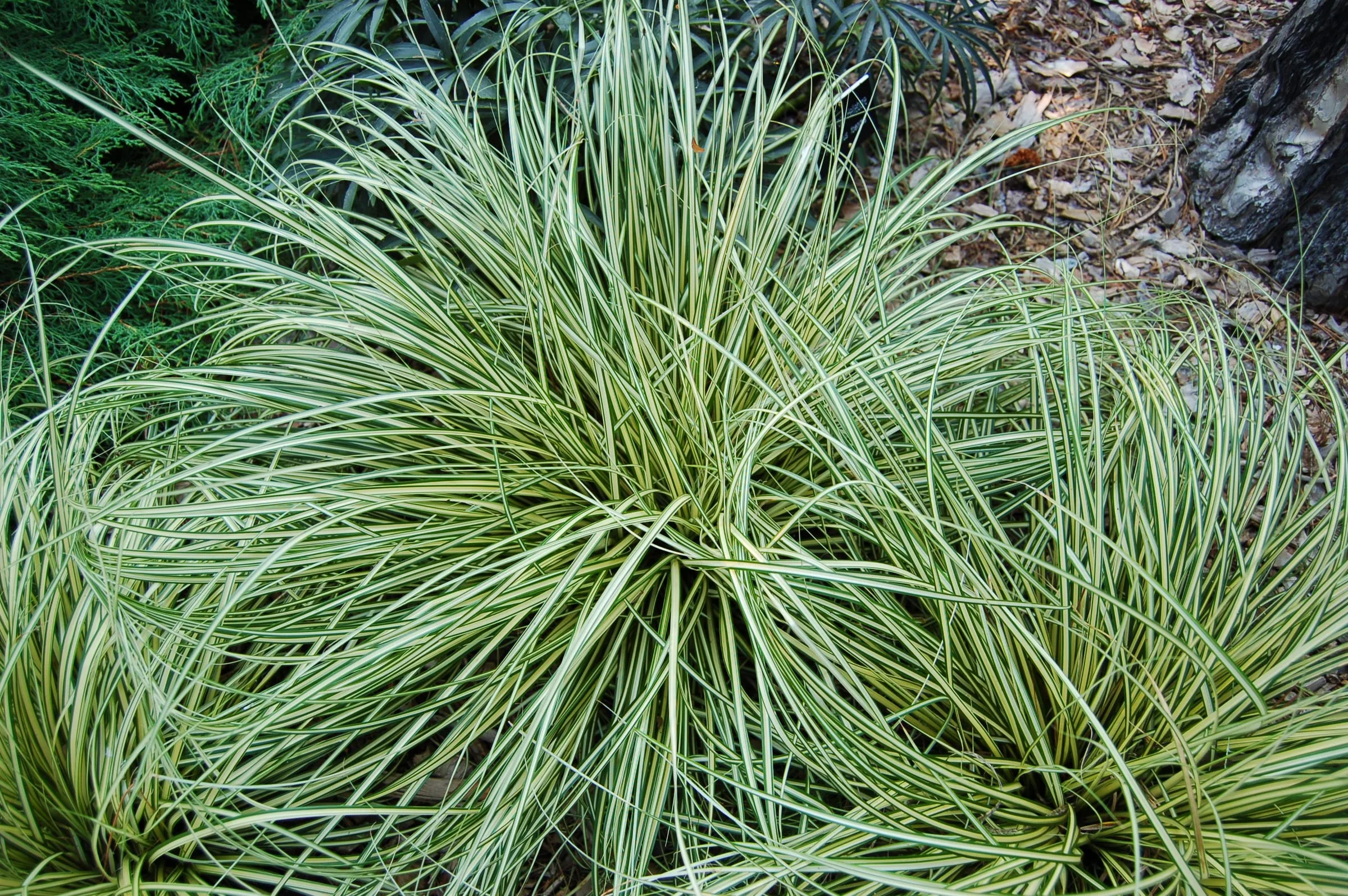 A mound of arching striped yellow and green Japanese sedge leaves, the 'Evergold' cultivar