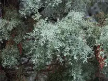 Close view of silvery blue, scale-like foliage on a smooth Arizona cypress at a botanic garden. This is the species, not the 'Carolina Sapphire' cultivar