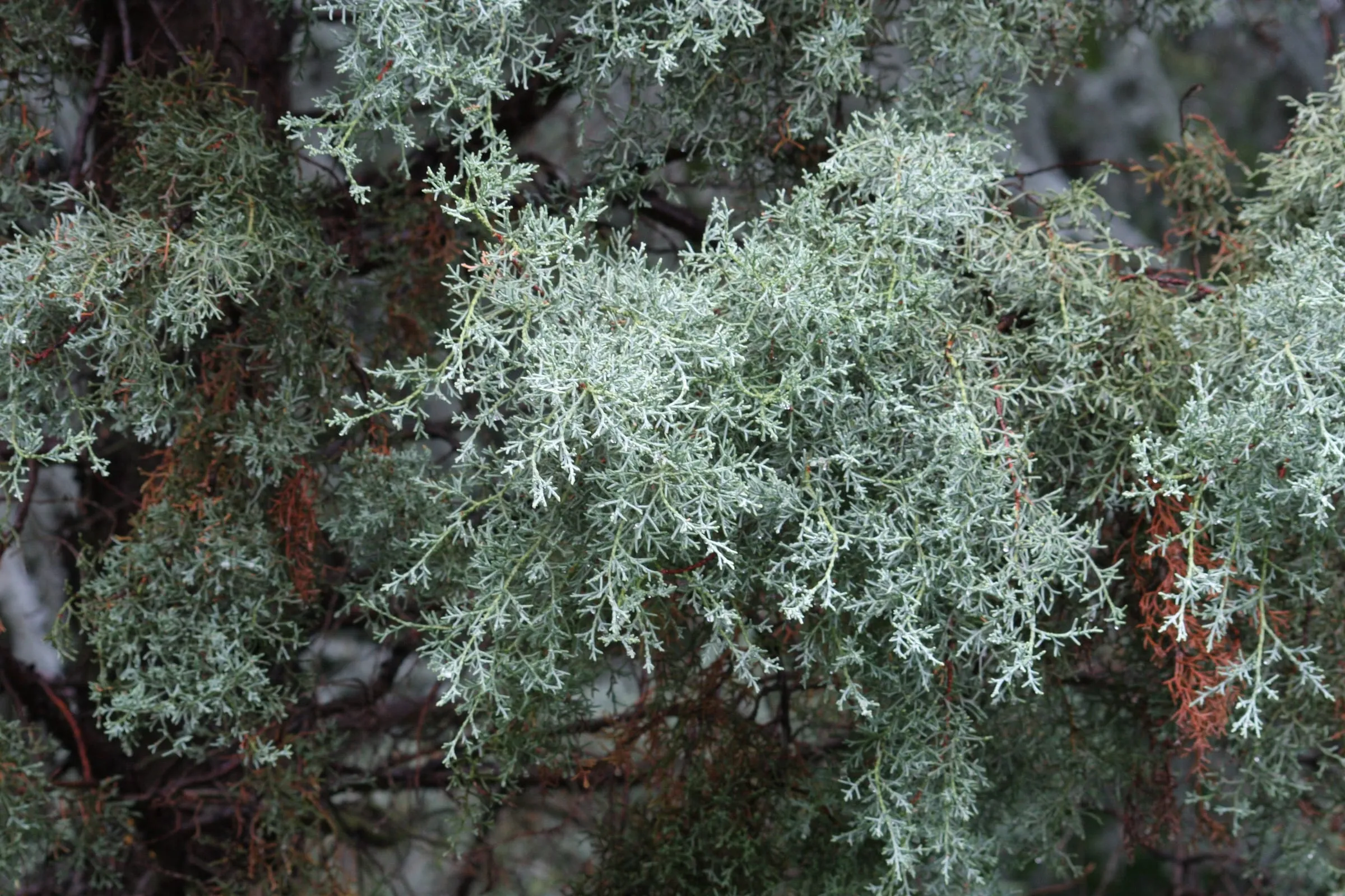 Close view of silvery blue, scale-like foliage on a smooth Arizona cypress at a botanic garden. This is the species, not the 'Carolina Sapphire' cultivar