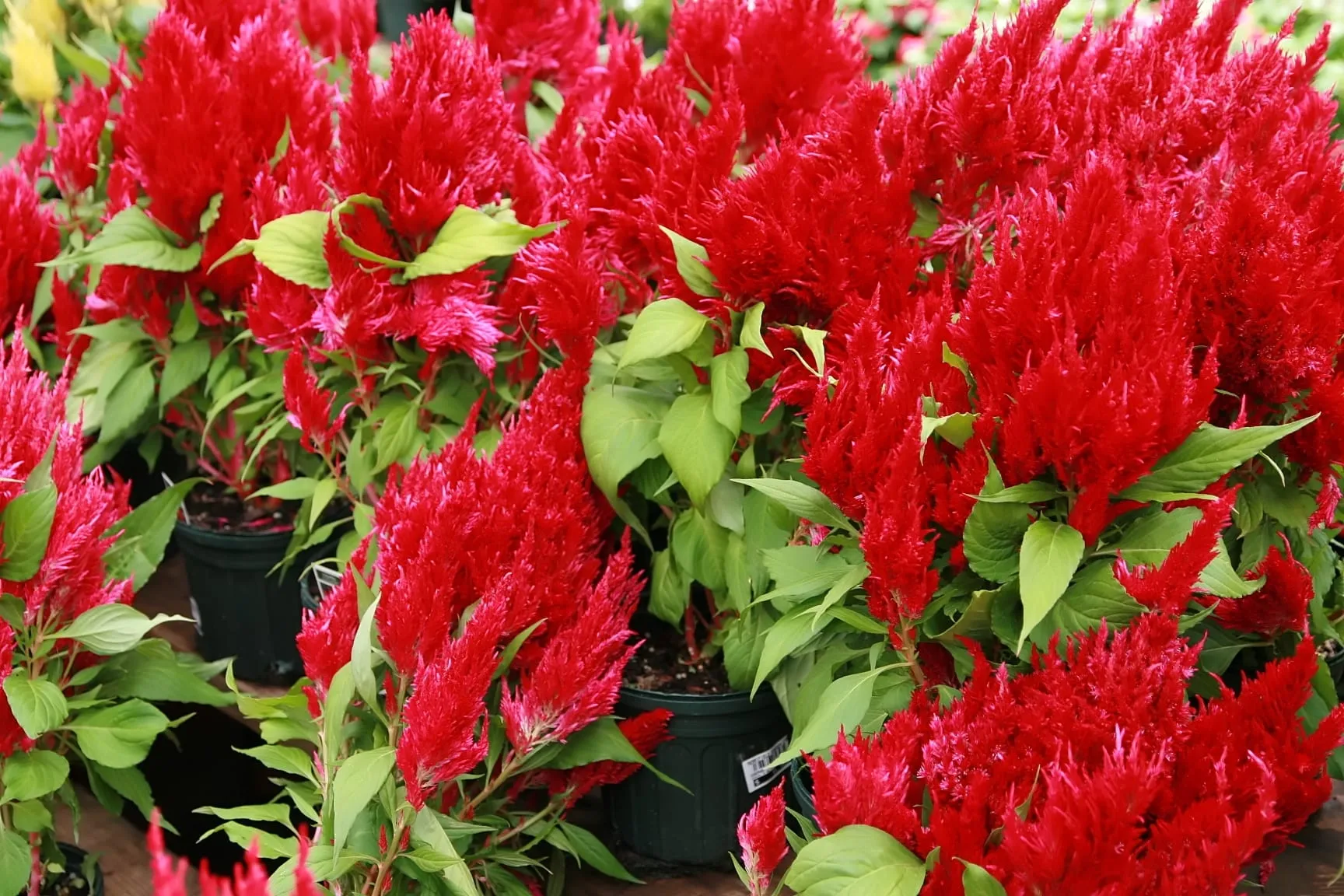 Bright red feathery celosia plumes rising above green leaves in a nursery display