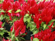 Bright red feathery celosia plumes rising above green leaves in a nursery display