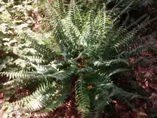 A clump of Christmas fern with glossy dark green leathery fronds in an arboretum bed