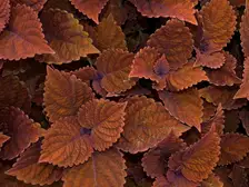 Overlapping rust-burgundy coleus leaves with scalloped edges at the New York Botanical Garden