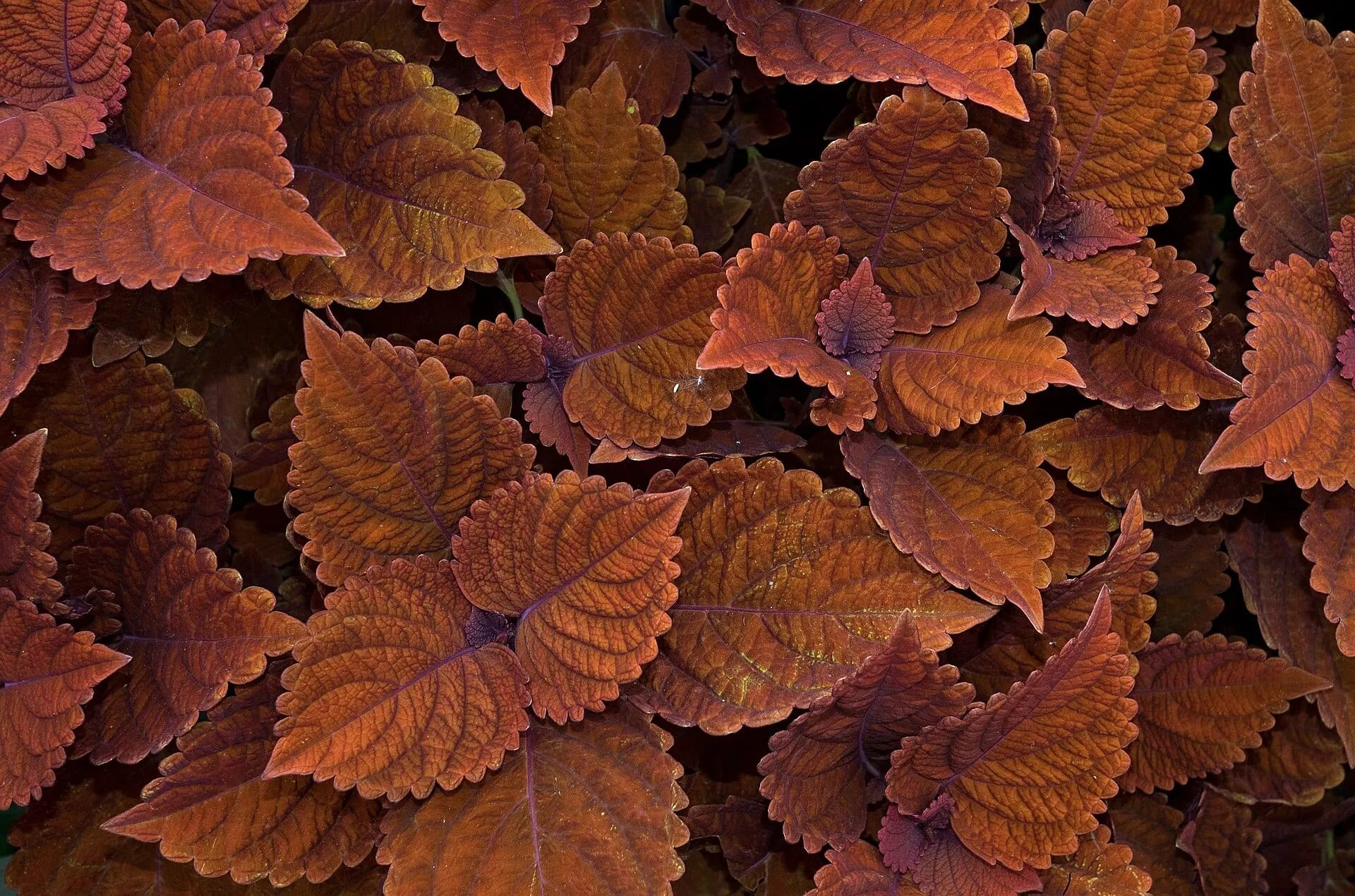 Overlapping rust-burgundy coleus leaves with scalloped edges at the New York Botanical Garden