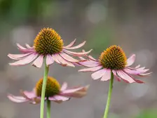 Purple coneflowers in bloom, pink-purple petals drooping from spiny orange-brown cones