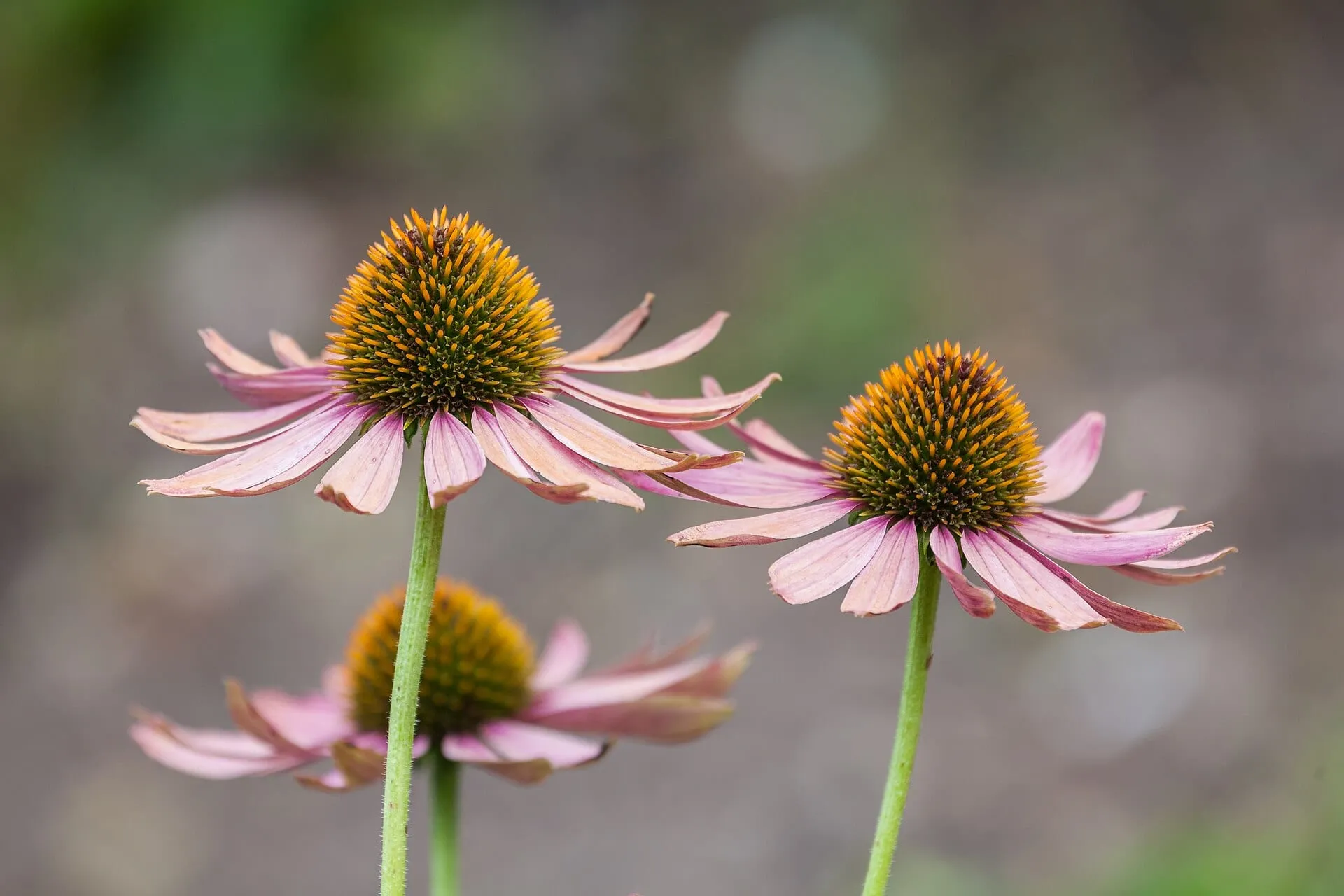 Purple coneflowers in bloom, pink-purple petals drooping from spiny orange-brown cones