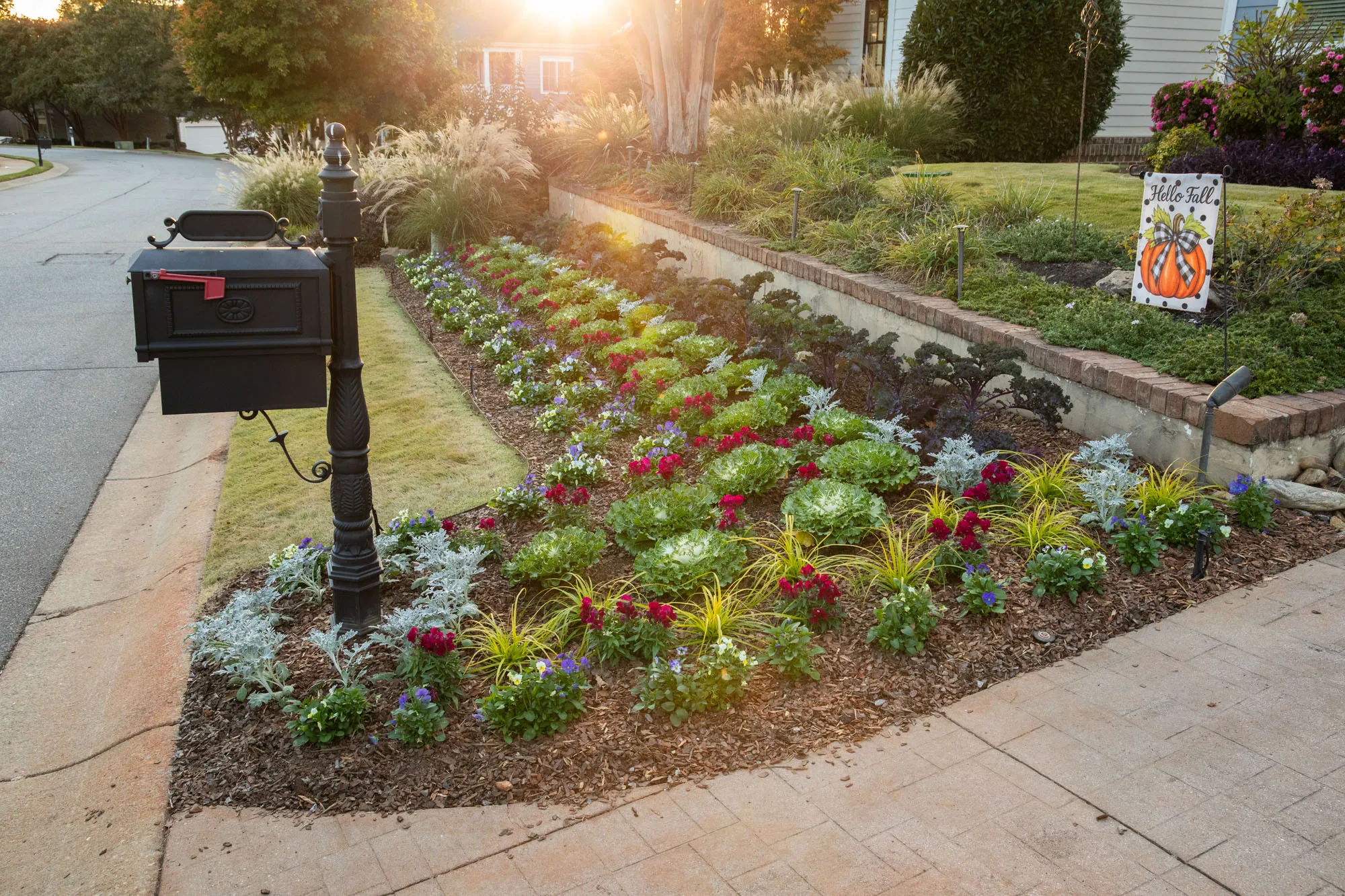 Front flower bed planted for fall beside a mailbox and driveway, with rows of ornamental kale, snapdragons, violas and silver dusty miller in fresh mulch, lit by low evening sun