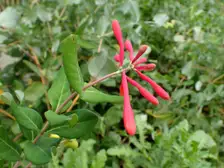 Clusters of red tubular coral honeysuckle flowers on a vine at a botanic garden