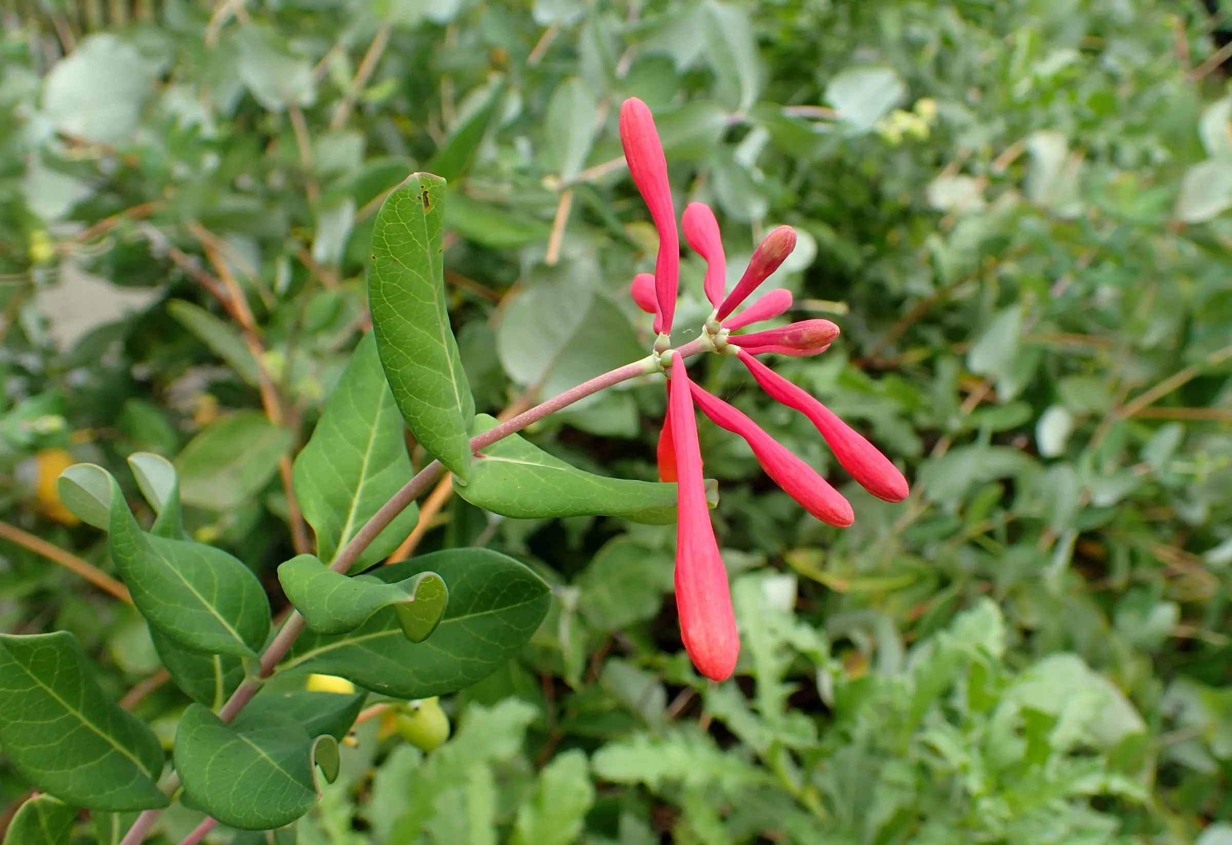 Clusters of red tubular coral honeysuckle flowers on a vine at a botanic garden