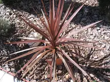 A fountain of narrow bronze-red cordyline 'Red Star' leaves
