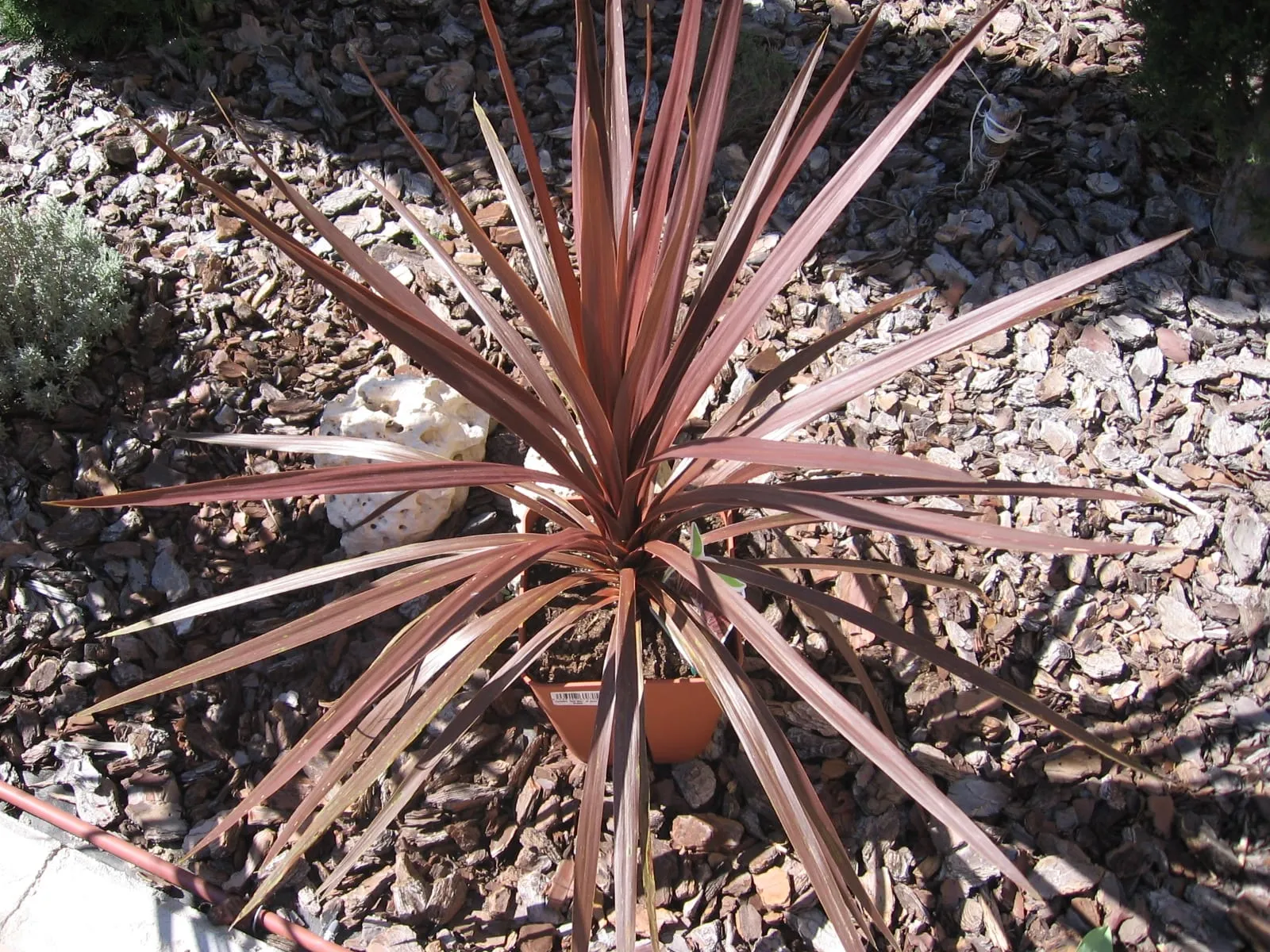 A fountain of narrow bronze-red cordyline 'Red Star' leaves