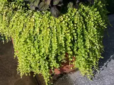 Chartreuse creeping Jenny stems with round leaves trailing over the edge of a planter