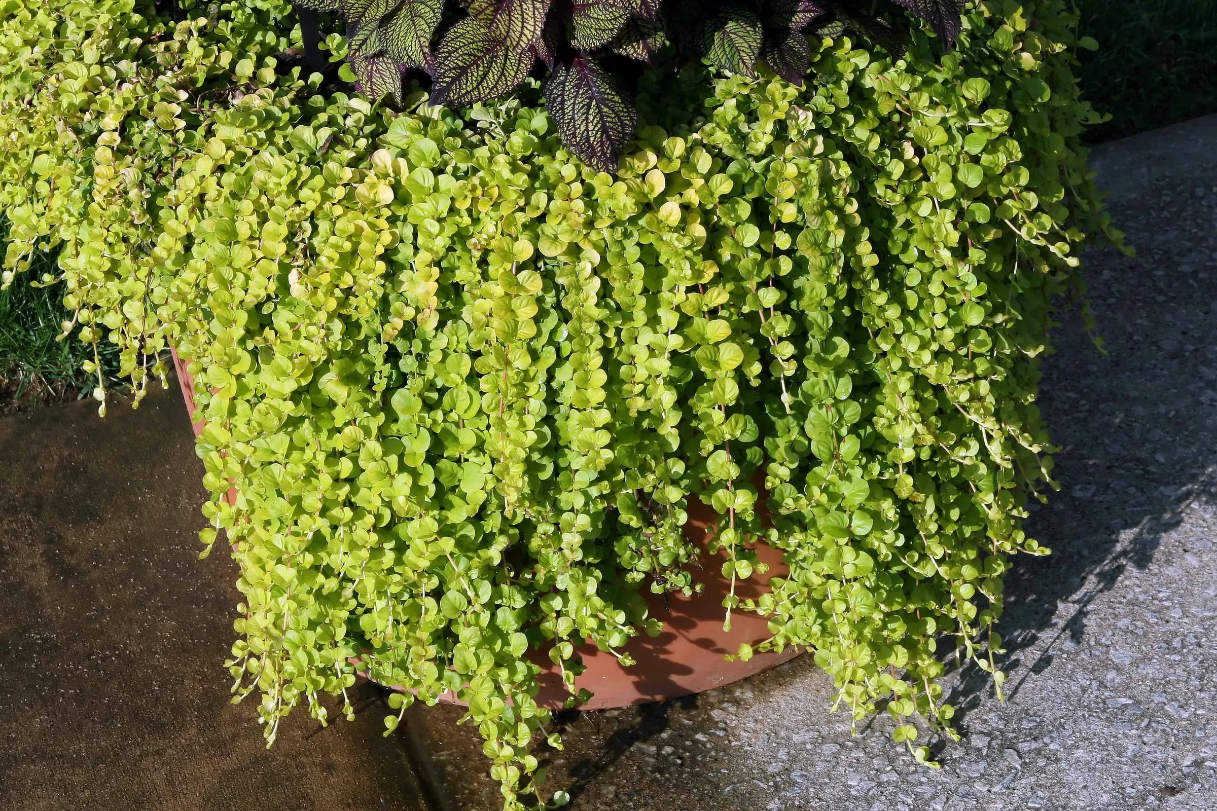 Chartreuse creeping Jenny stems with round leaves trailing over the edge of a planter