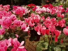 Pink florist cyclamen flowers with swept-back petals above marbled leaves