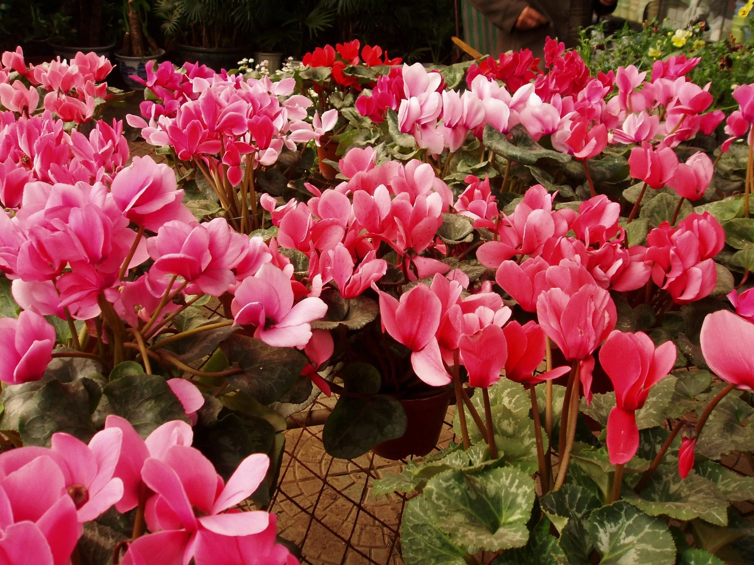 Pink florist cyclamen flowers with swept-back petals above marbled leaves