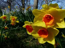 A garden bed full of yellow daffodils in bloom