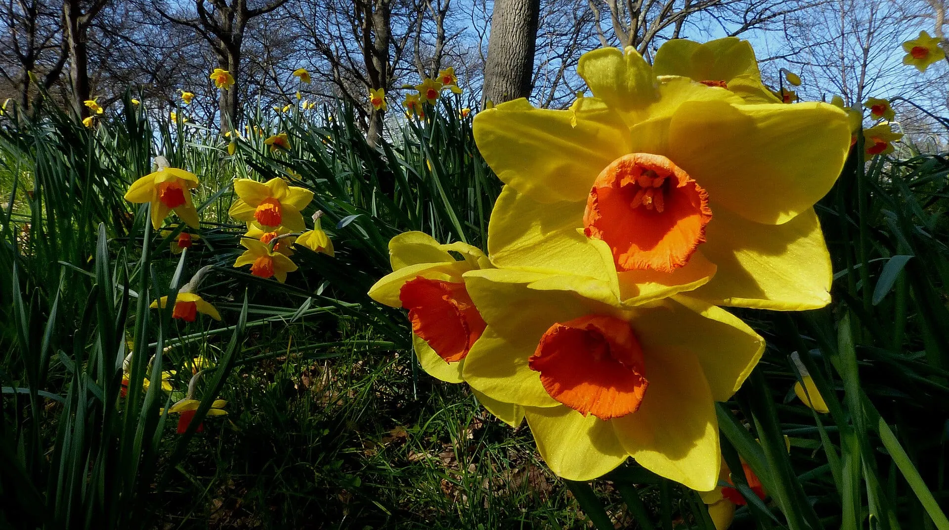 A garden bed full of yellow daffodils in bloom
