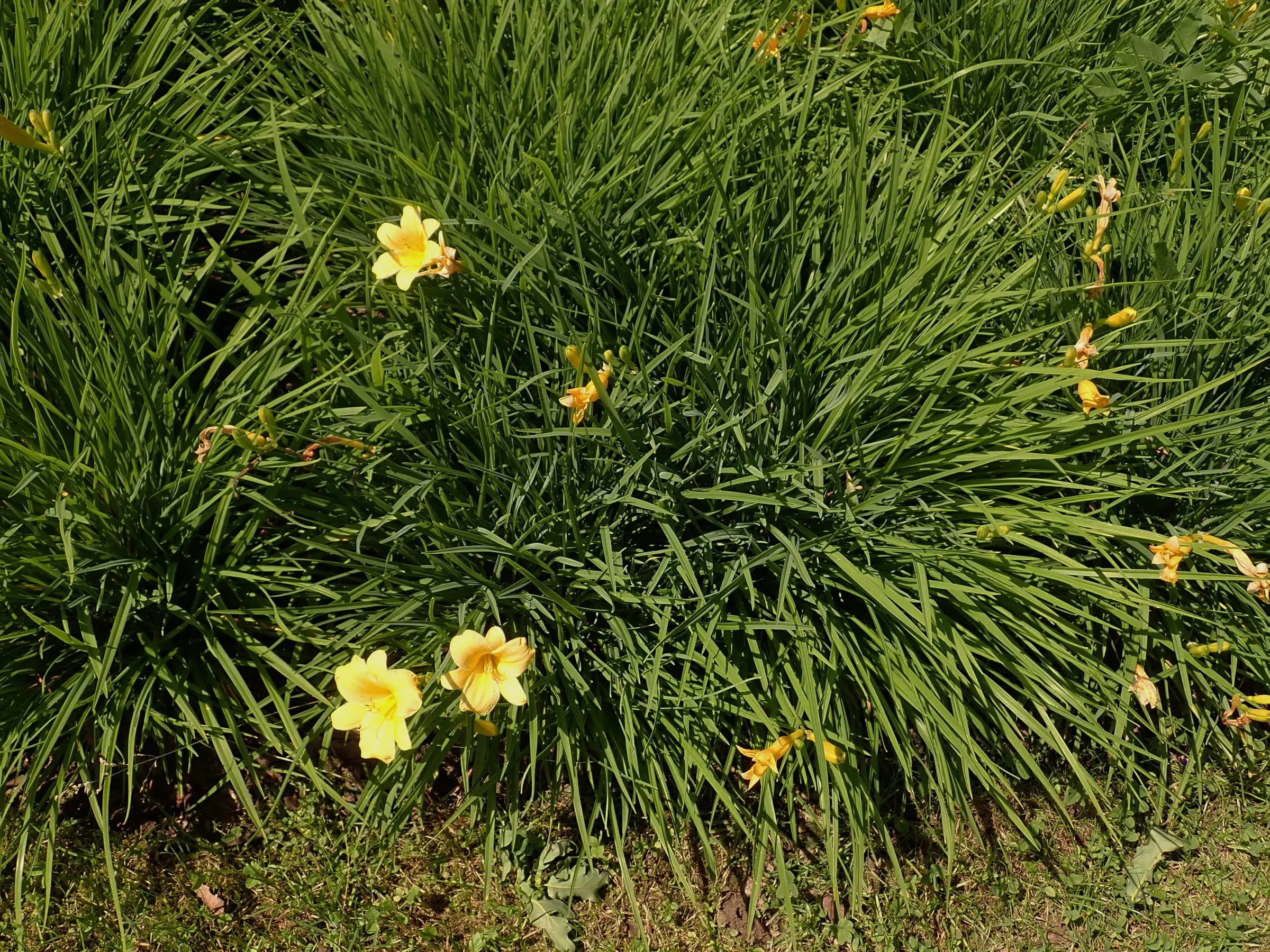 'Stella de Oro' daylilies, golden yellow trumpet flowers above arching grassy leaves
