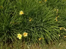 'Stella de Oro' daylilies, golden yellow trumpet flowers above arching grassy leaves