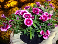 Pink dianthus flowers with fringed petals in a garden bed