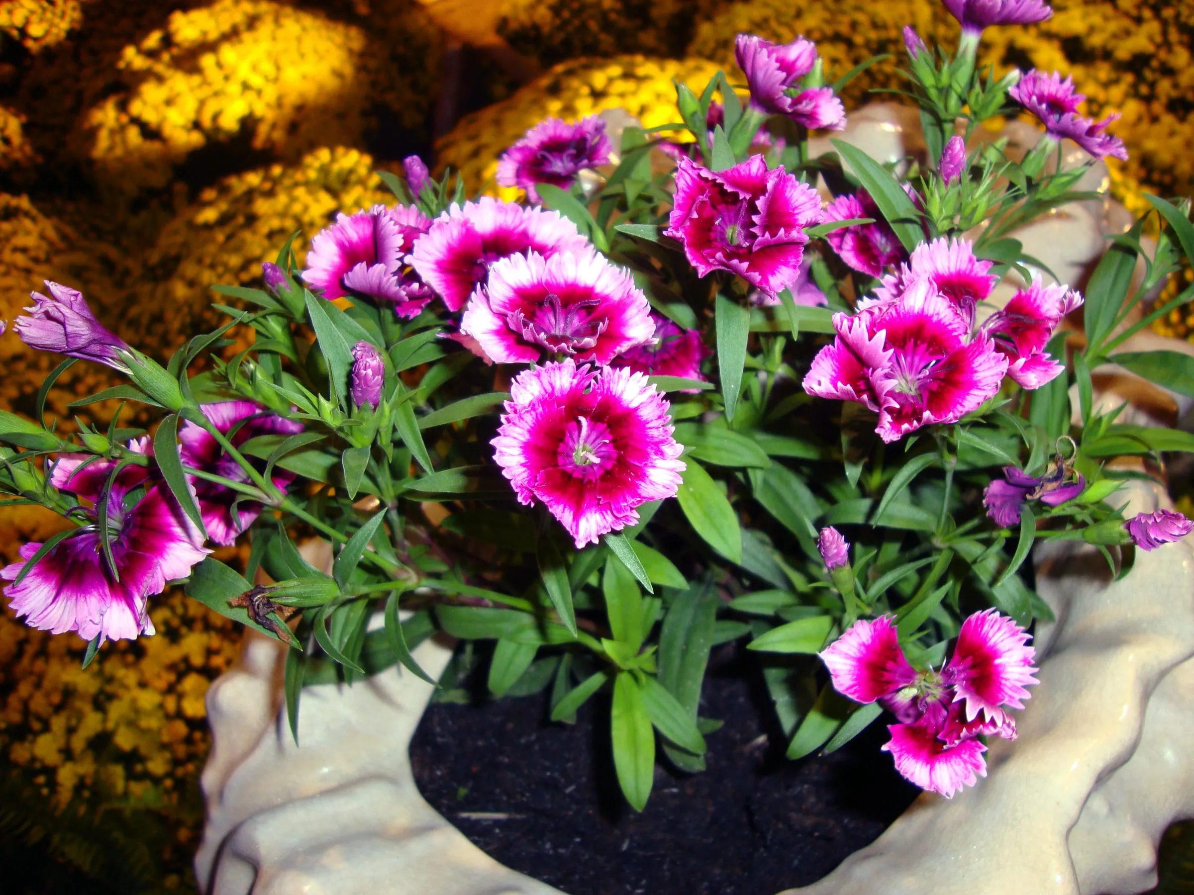Pink dianthus flowers with fringed petals in a garden bed
