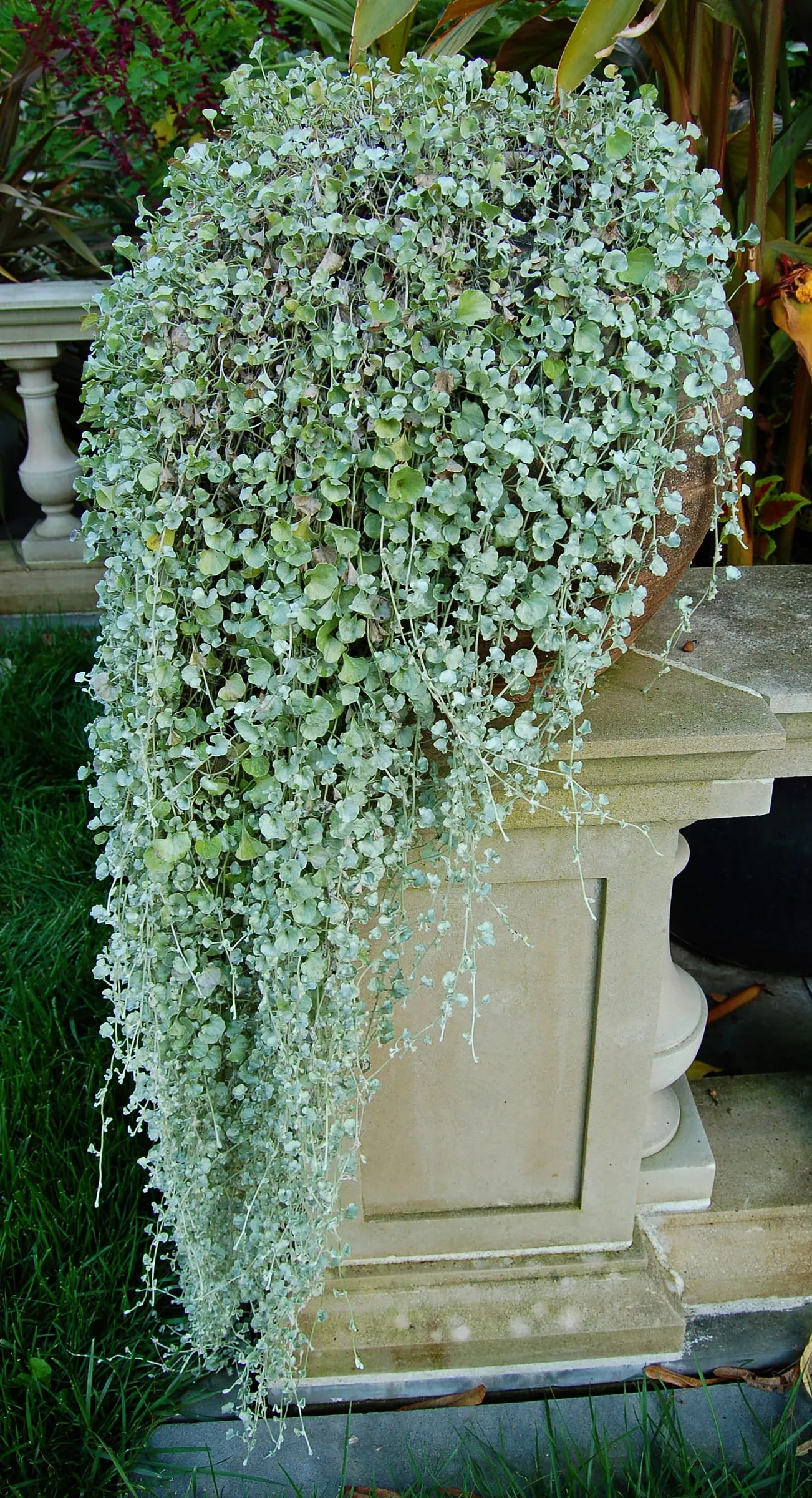 Silver dichondra trailing several feet down from a pedestal planter