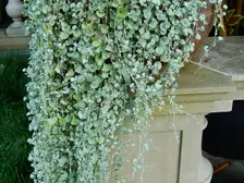 Silver dichondra trailing several feet down from a pedestal planter