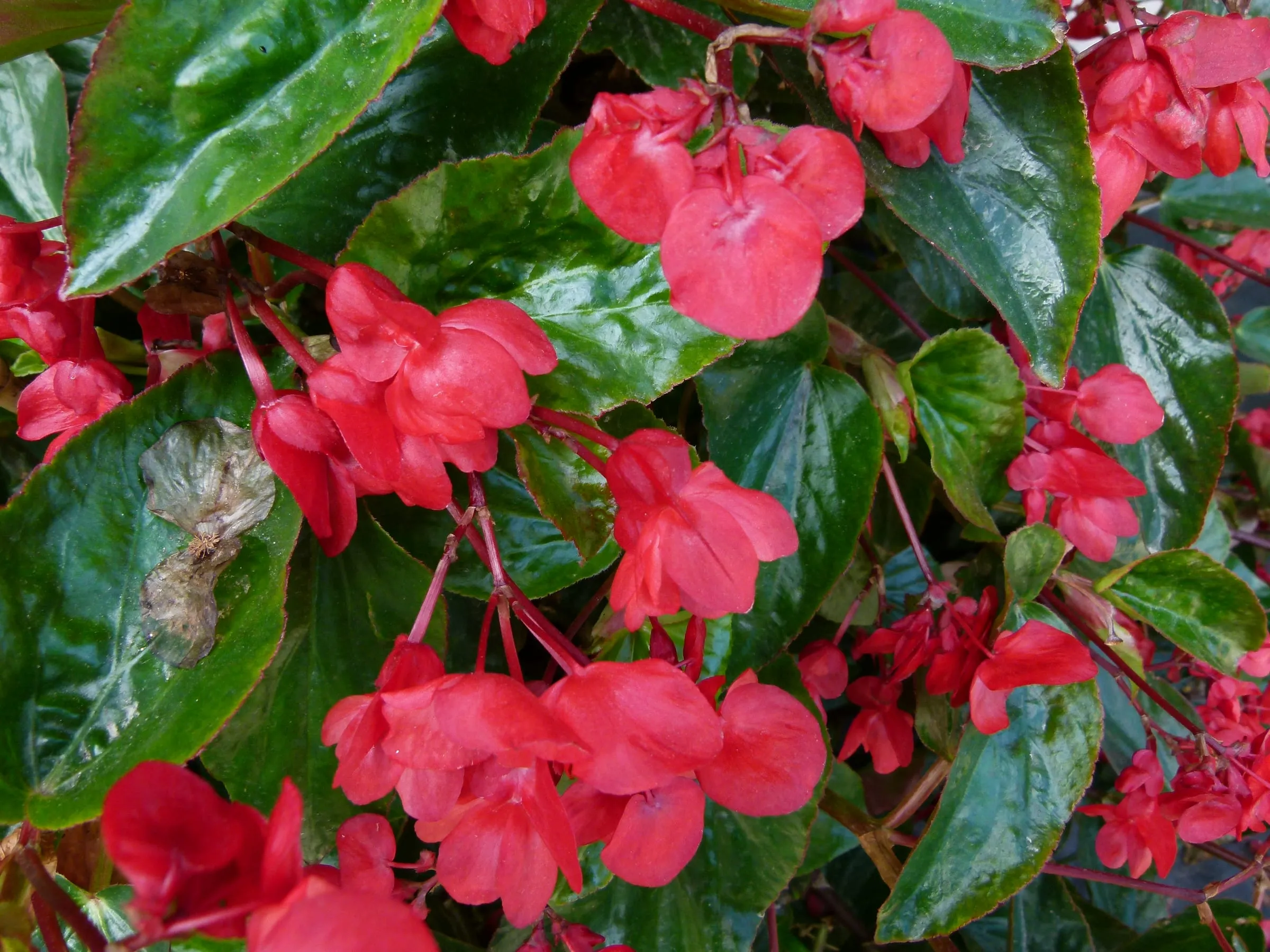Red Dragon Wing begonia flowers hanging among glossy dark green wing-shaped leaves