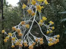 Silver gray dusty miller with lobed woolly leaves in a garden bed