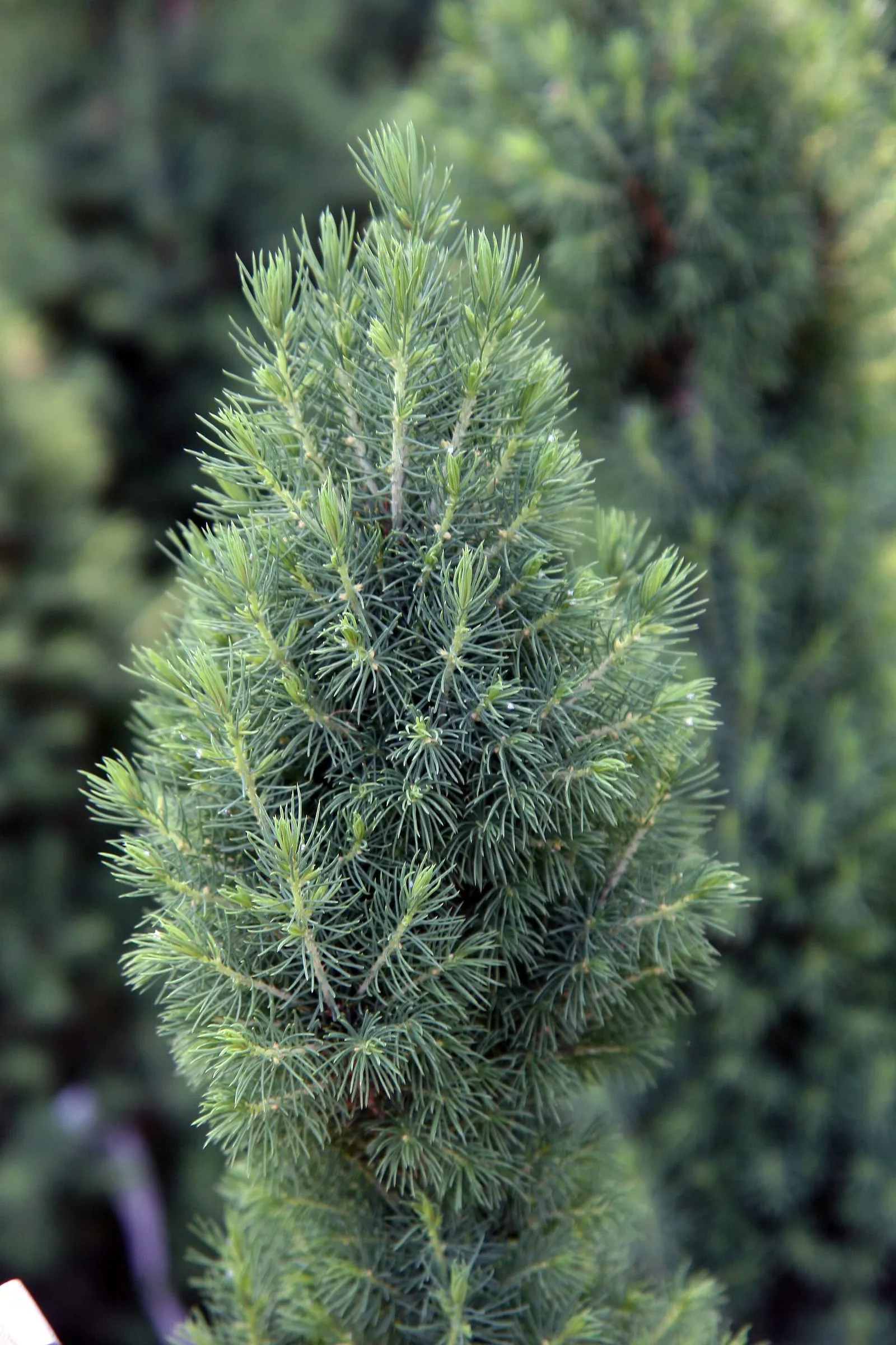 A young dwarf Alberta spruce, a dense cone of soft light green needles