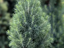 A young dwarf Alberta spruce, a dense cone of soft light green needles