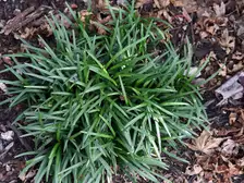 A single tuft of dwarf mondo grass, narrow dark green leaves in a low mound on mulch