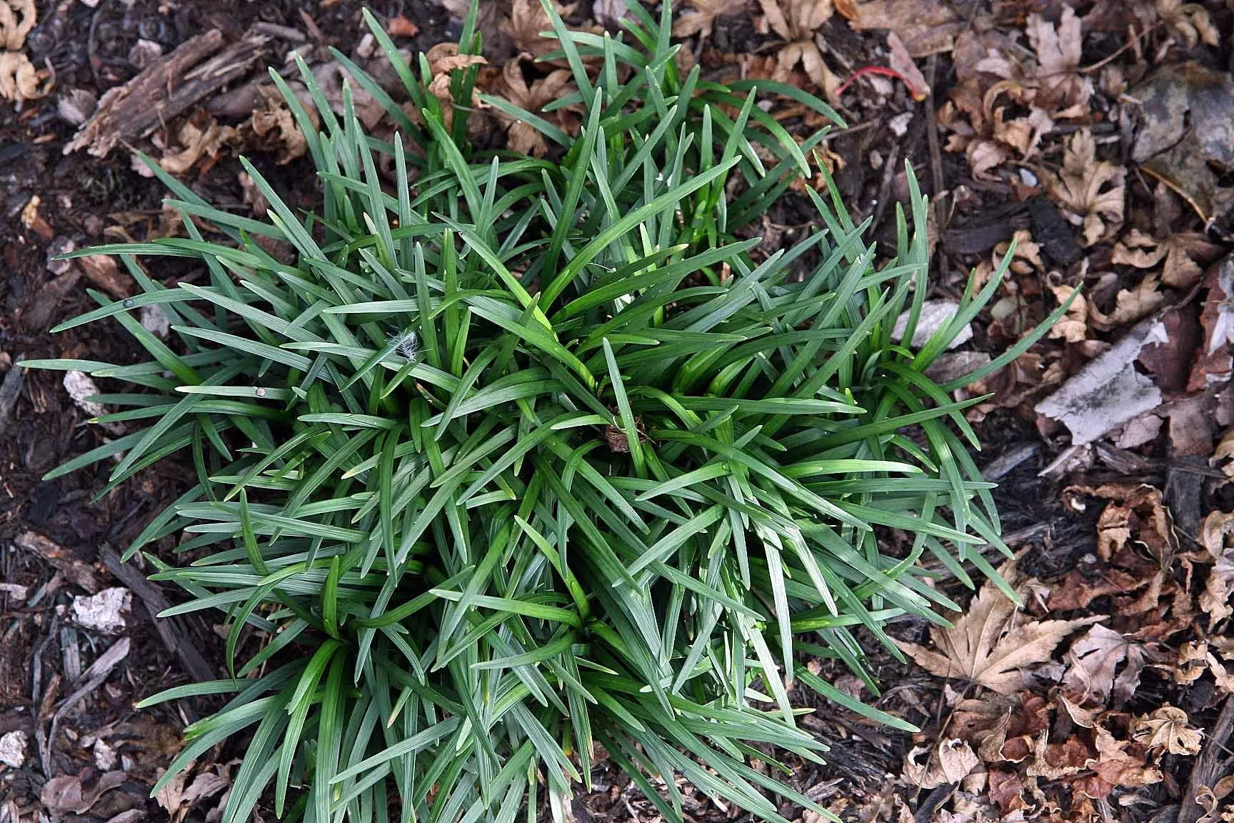 A single tuft of dwarf mondo grass, narrow dark green leaves in a low mound on mulch