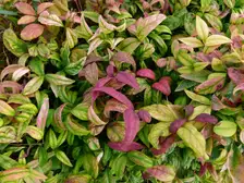 A bed of 'Firepower' dwarf nandina with leaves turning red in autumn at a botanical garden