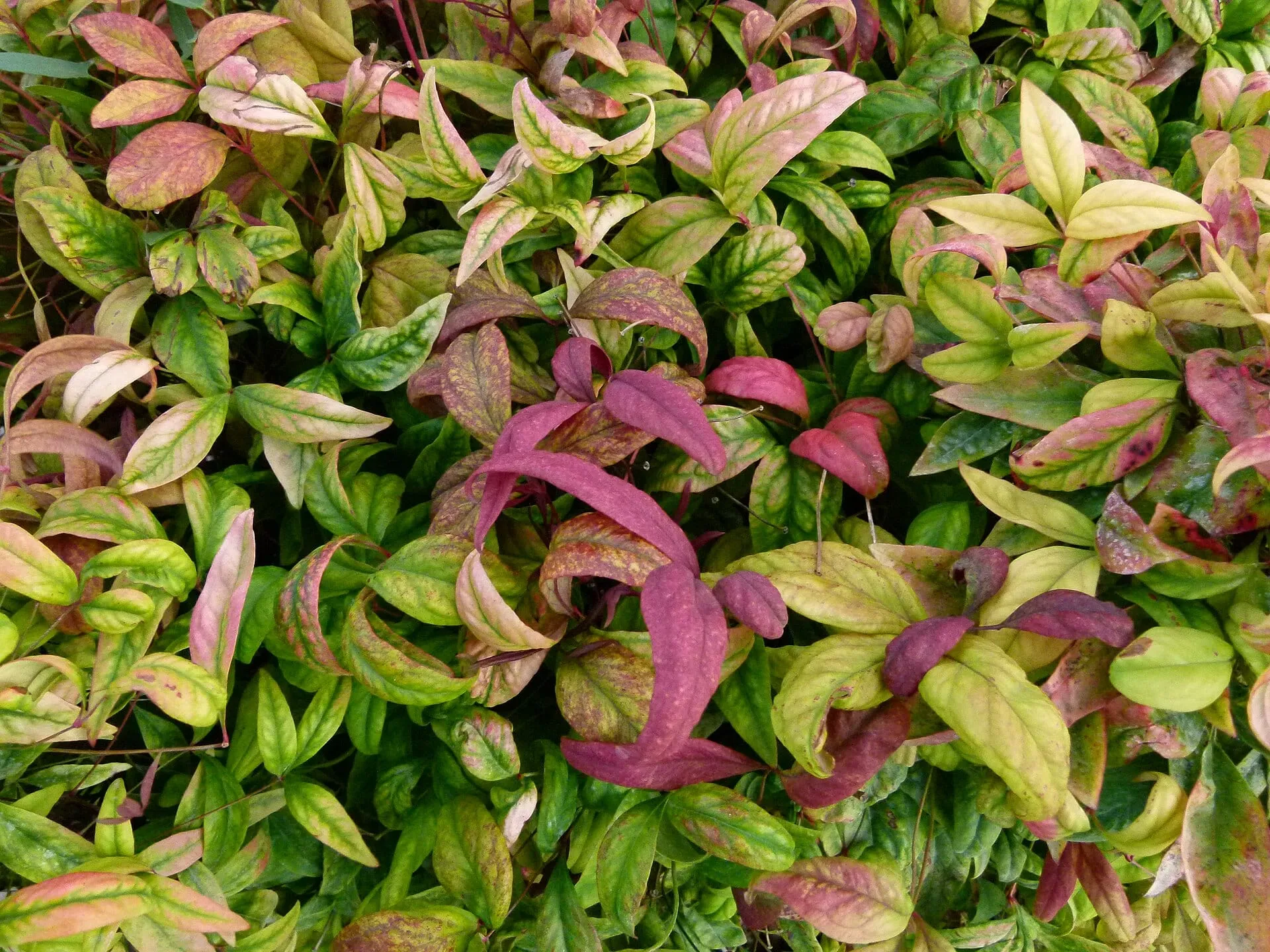 A bed of 'Firepower' dwarf nandina with leaves turning red in autumn at a botanical garden