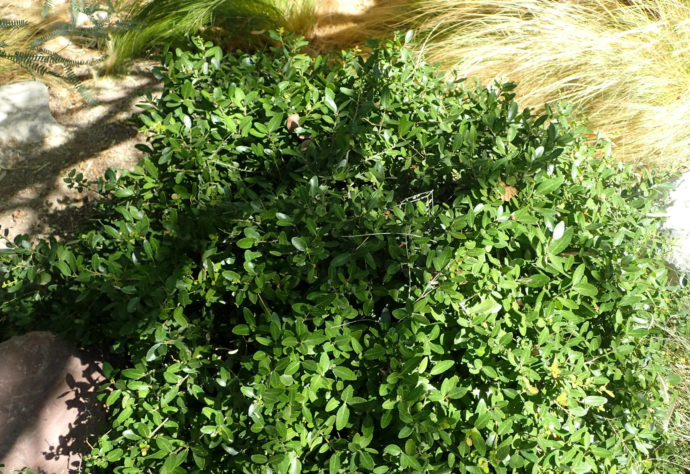 A rounded, dense mound of small-leaved dwarf yaupon holly in a landscape bed