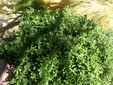 A rounded, dense mound of small-leaved dwarf yaupon holly in a landscape bed
