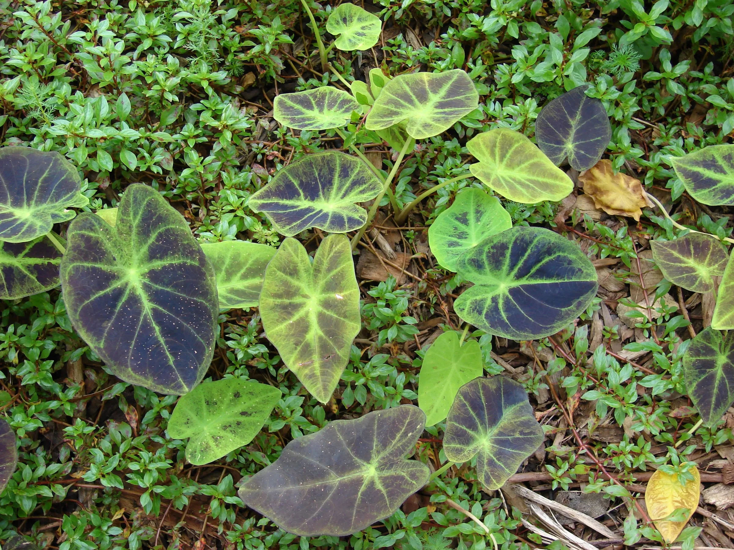 Large dark heart-shaped elephant ear leaves in a garden bed