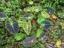 Large dark heart-shaped elephant ear leaves in a garden bed