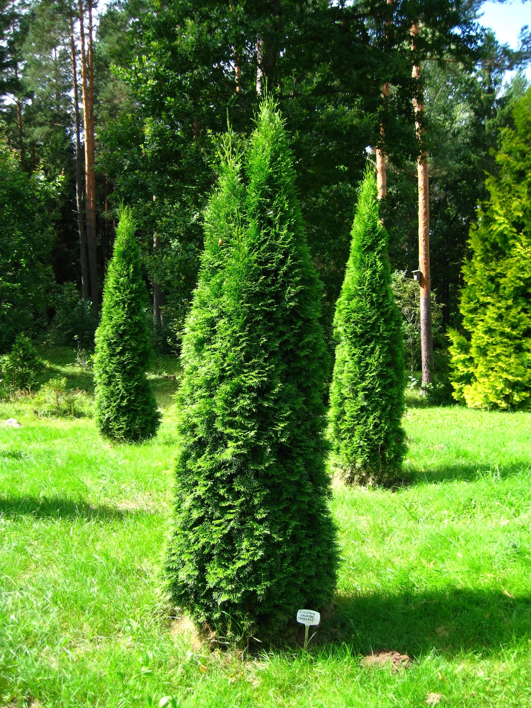 A narrow, upright 'Emerald Green' arborvitae with bright green foliage growing in an arboretum bed
