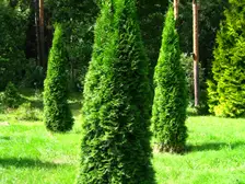 A narrow, upright 'Emerald Green' arborvitae with bright green foliage growing in an arboretum bed